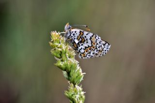 parhan (Melitaea cinxia)