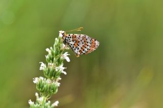 Benekli parhan (Melitaea didyma)