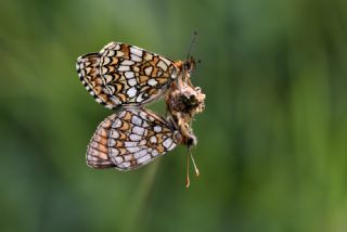 Amannisa (Melitaea athalia)