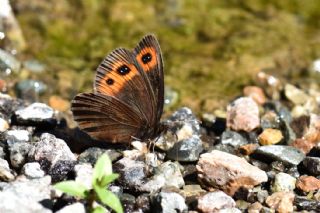 sko Gzelesmeri (Erebia aethiops)