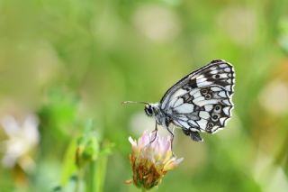 Orman Melikesi (Melanargia galathea)