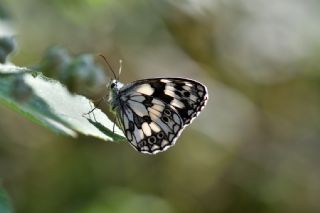 Orman Melikesi (Melanargia galathea)