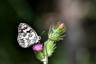 Orman Melikesi (Melanargia galathea)