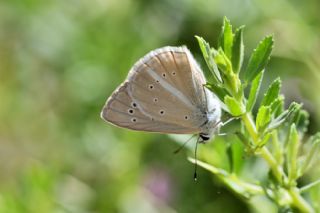 okgzl Anadolu Beyaz (Polyommatus menalcas)