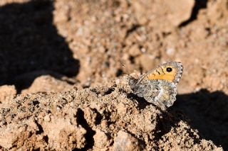 Seyit (Arethusana arethusa)