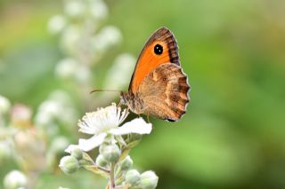 Pironiya (Pyronia tithonus)