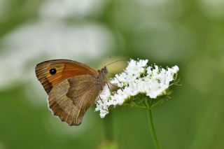 ayr Esmeri (Maniola jurtina)