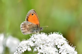 Kk Zpzp Perisi (Coenonympha pamphilus)