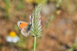 Kk Zpzp Perisi (Coenonympha pamphilus)