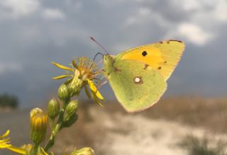 Sar Azamet (Colias croceus)