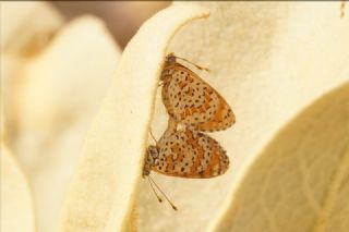 Gzel parhan (Melitaea trivia)