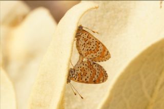 Gzel parhan (Melitaea syriaca)