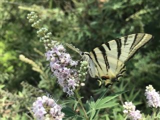 Erik Krlangkuyruk (Iphiclides podalirius)