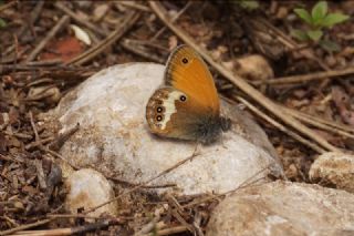 Funda Zpzp Perisi (Coenonympha arcania)