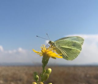 Byk Beyazmelek  (Pieris brassicae)