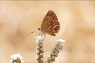 okgzl Balkan Mavisi (Aricia anteros )