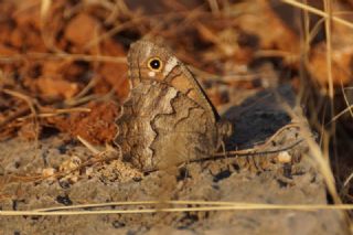 Anadolu Karamelei (Hipparchia fatua)