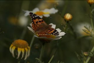 Diken Kelebei (Vanessa cardui)