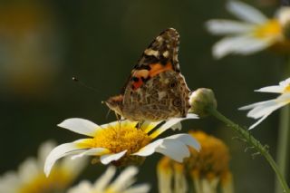 Diken Kelebei (Vanessa cardui)