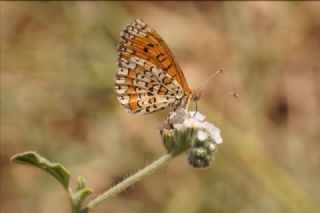 Gzel parhan (Melitaea syriaca)