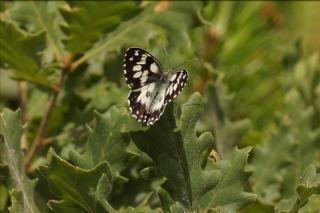 Orman Melikesi (Melanargia galathea)