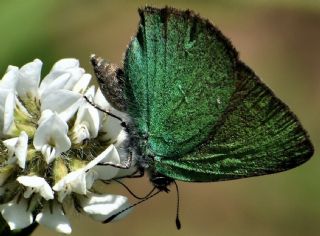 Zmrt (Callophrys rubi)