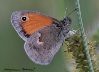 Zmrt (Callophrys rubi)