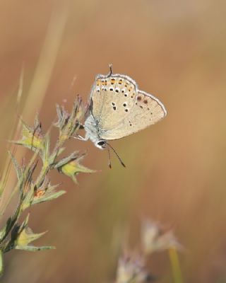 Kk Benekli Sevbeni (Satyrium ledereri )