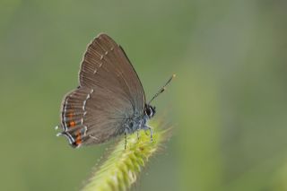 Byk Sevbeni (Satyrium ilicis)