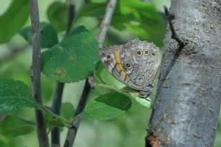 Aa Esmeri (Kirinia roxelana)