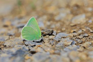 Anadolu Zmrt (Callophrys paulae)