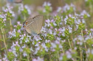 Sevbeni (Satyrium abdominalis)