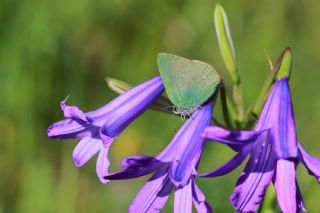 Zmrt (Callophrys rubi)