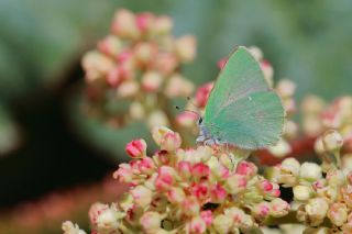 Nahvan Zmrt (Callophrys danchenkoi)