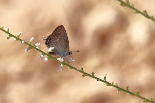 Minik Sevbeni (Satyrium acaciae)