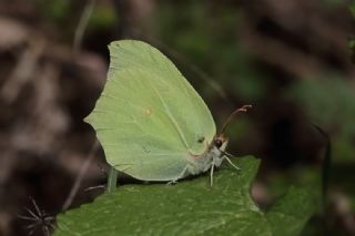 Orakkanat (Gonepteryx rhamni)