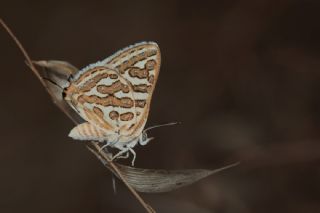 eytanck (Cigaritis acamas)