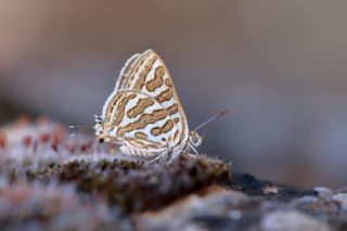 eytanck (Cigaritis acamas)