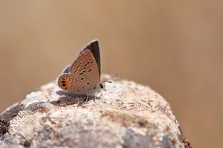 Mcevher Kelebei (Chilades trochylus)