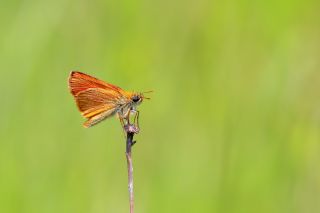 Sar Antenli Zpzp (Thymelicus sylvestris)