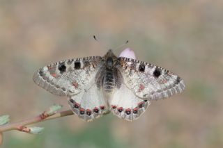 Yalanc Apollo (Archon apollinus)