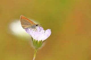 Sar Antenli Zpzp (Thymelicus sylvestris)