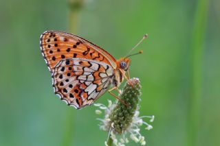 ift Noktal Brentis (Brenthis hecate)