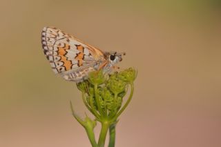 Sarbandl Zpzp (Pyrgus sidae)