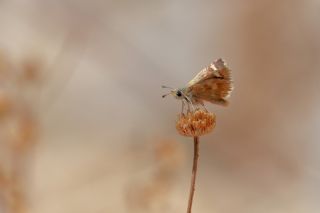 Anadolu Zpzp (Muschampia proteides)