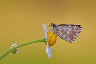 Ege Zpzp (Pyrgus melotis)