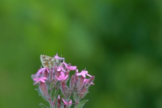 Kzl Zpzp (Spialia orbifer)