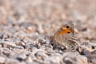 Anadolu Yalanccads (Pseudochazara anthelea)