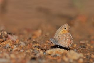 Levantin Yalanccads (Pseudochazara pelopea)