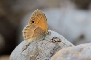 ran Zpzp Perisi (Coenonympha saadi)